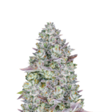 1760003792977.png 1760003792977.png