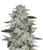 1760351962731.png 1760351962731.png