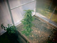 афга харв .JPG