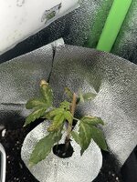 IMG_2994.jpeg IMG_2994.jpeg