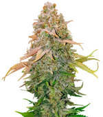 1760613736027.png 1760613736027.png