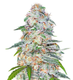 1760616025795.png 1760616025795.png