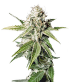 1760726301069.png 1760726301069.png