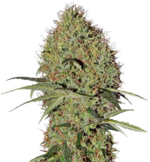 1760786010762.png 1760786010762.png