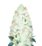 1760862339726.png 1760862339726.png