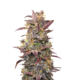 1760864661864.png 1760864661864.png