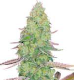 1760864739120.png 1760864739120.png