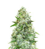 1760865571863.png 1760865571863.png