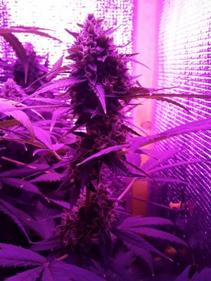 8B31E3F0-725D-4B73-A9B7-474B9B73B879.jpeg 8B31E3F0-725D-4B73-A9B7-474B9B73B879.jpeg