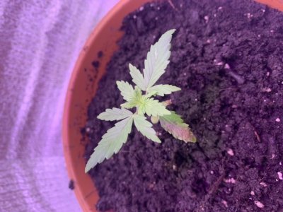 C9958E06-C547-4726-BF63-7D1E7DA0FC97.jpeg C9958E06-C547-4726-BF63-7D1E7DA0FC97.jpeg