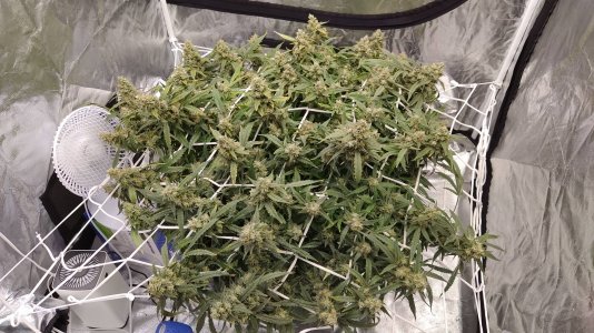 IMG_20220511_101550.jpg IMG_20220511_101550.jpg