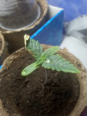 IMG_20220513_103709.jpg IMG_20220513_103709.jpg