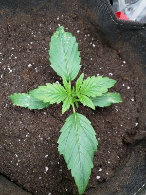 IMG_20220514_133633_054.jpg IMG_20220514_133633_054.jpg