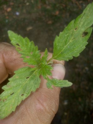 IMG_20220514_174815.jpg IMG_20220514_174815.jpg