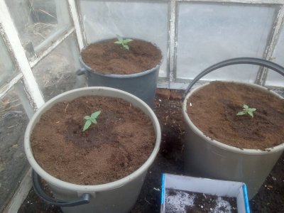 IMG_20220517_144157.jpg IMG_20220517_144157.jpg