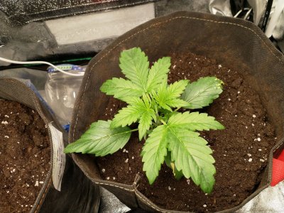 IMG_20220517_141149_243.jpg IMG_20220517_141149_243.jpg