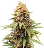 1761055266291.png 1761055266291.png