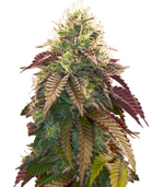 1761322977542.png 1761322977542.png