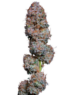 1761323024169.png 1761323024169.png