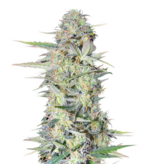 1761724934636.png 1761724934636.png