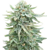 1762001916948.png 1762001916948.png