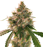 1762001932161.png 1762001932161.png