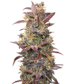 1762360001238.png 1762360001238.png