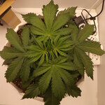 DSCF3411.JPG DSCF3411.JPG