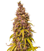 1762626557490.png 1762626557490.png