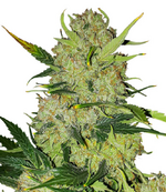 1762626582642.png 1762626582642.png