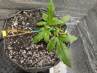 IMG_20251113_164106.jpg IMG_20251113_164106.jpg