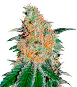 1763057176505.png 1763057176505.png