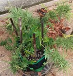 qqqqqqqqq.jpg qqqqqqqqq.jpg