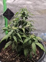 IMG_20251116_230358.jpg IMG_20251116_230358.jpg