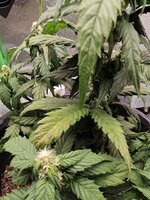 IMG_20251116_230341.jpg IMG_20251116_230341.jpg