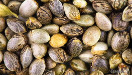 vneshniy-vid-i-kachestvo-semyan-konopli__Ax9vJ9ErCg7MkhNw.jpg vneshniy-vid-i-kachestvo-semyan-konopli__Ax9vJ9ErCg7MkhNw.jpg