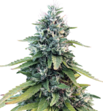 1763366680617.png 1763366680617.png