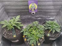 IMG_20251117_145954.jpg IMG_20251117_145954.jpg