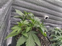 IMG_20251119_133354.jpg IMG_20251119_133354.jpg