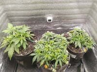 IMG_2025_11_19_14_06_52_0669086730422407246603.jpg IMG_2025_11_19_14_06_52_0669086730422407246603.jpg