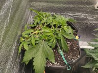 IMG_20251119_171716.jpg IMG_20251119_171716.jpg