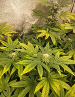 Screenshot_20251120_090453_Gallery.jpg Screenshot_20251120_090453_Gallery.jpg