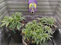 IMG_20251121_130837.jpg IMG_20251121_130837.jpg