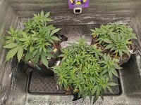 IMG_20251121_130907.jpg IMG_20251121_130907.jpg