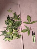 IMG_20251120_142936.jpg IMG_20251120_142936.jpg