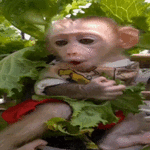 sticker (1)_resized_205x205.gif sticker (1)_resized_205x205.gif