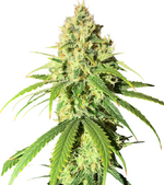 1763739377803.png 1763739377803.png