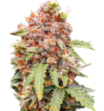 1763808928902.png 1763808928902.png