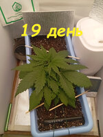 19 дн (1).jpg