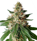 1764246830114.png 1764246830114.png